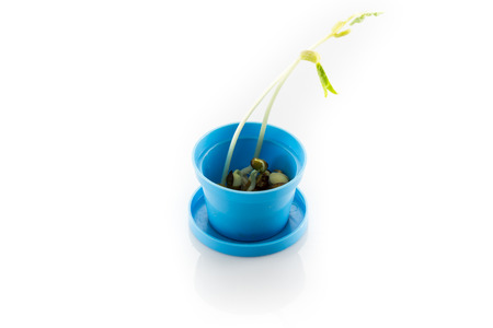 Bean seed germinationの写真素材