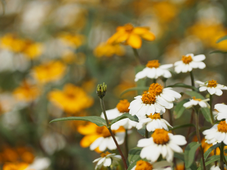 White flowers with blurred mixed white and yellow flowers