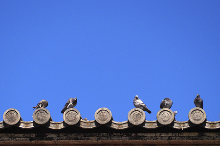 Pigoens  stand on japanese temple roofの写真素材