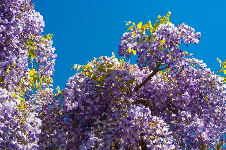 Wisteria sinensis in the castle garden of the residence castle in Rastatt, Black Forest, Baden-Wurttemberg, Germany, Europeのeditorial素材