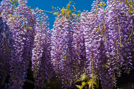 Wisteria sinensis in the castle garden of the residence castle in Rastatt, Black Forest, Baden-Wurttemberg, Germany, Europeのeditorial素材