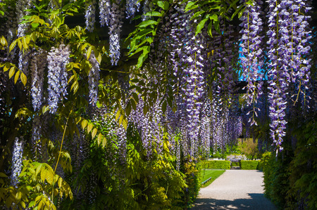 Wisteria sinensis in the castle garden of the residence castle in Rastatt, Black Forest, Baden-Wurttemberg, Germany, Europeのeditorial素材