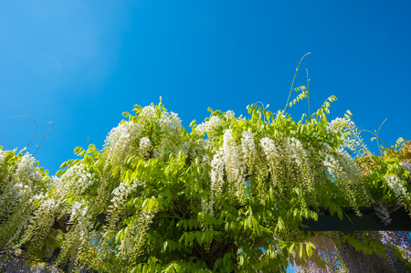 Wisteria sinensis in the castle garden of the residence castle in Rastatt, Black Forest, Baden-Wurttemberg, Germany, Europeのeditorial素材