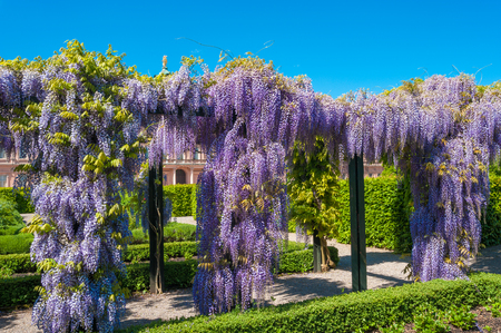 Wisteria sinensis in the castle garden of the residence castle in Rastatt, Black Forest, Baden-Wurttemberg, Germany, Europeのeditorial素材