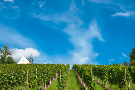 Vineyard with Jacobus Chapel in Gengenbach, Black Forest, Baden-Wuerttemberg, Germany, Europeの写真素材