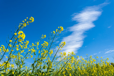 Rape field with cirrus clouds in the sky on the island Fehmarnの写真素材