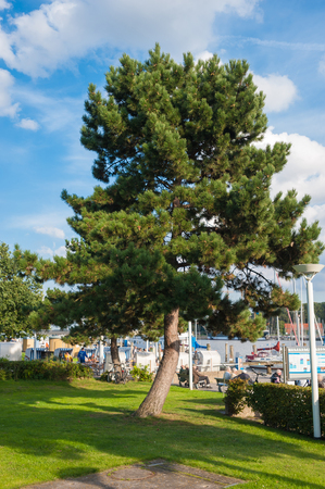 Pine tree at the promenade of the Trave river in Travem?nde at the Baltic Seaのeditorial素材