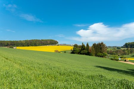 Agricultural landscape with rape field in Walzbachtal-Johlingen. Joehlingen is a small village in...