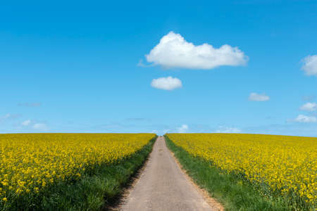 Field path runs through agricultural landscape near Walzbachtal-Johlingen. Joehlingen is a small village in the Kraichgau region of Germanyの写真素材