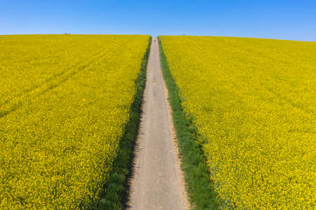 Aerial view with dirt road in the middle of rape fields near Johlingen. Joehlingen is a small village in the Kraichgau region of Germanyの写真素材
