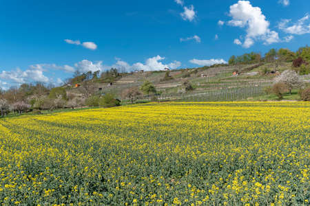 Rape field in front of vineyards on the Enz loop nearby Muhlhausen on the Enz . Muhlhausen on the...