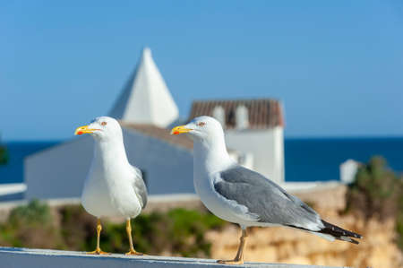 Yellow-legged gulls (Larus michahellis) in front of the Nossa Senhora da Rocha chapel in Armacao de Pera on the Algarve in Portugalの写真素材