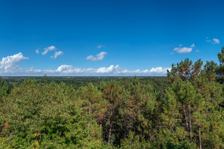 View over the nature reserve Schoorlser Dunes near Schoorl. Province of North Holland in the Netherlandsの写真素材