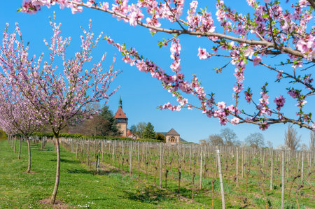 Almond blossom at the farm estate and former monastery Geilweilerhof near Siebeldingen. Palatinate region in the state of Rhineland-Palatinate in Germanyの写真素材