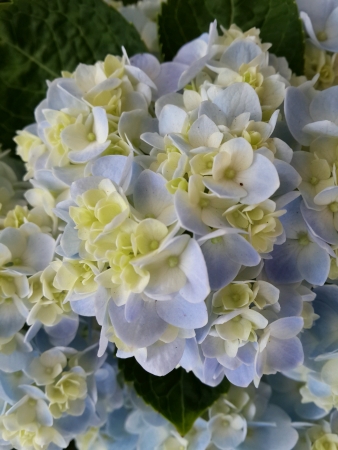 Hydrangeas