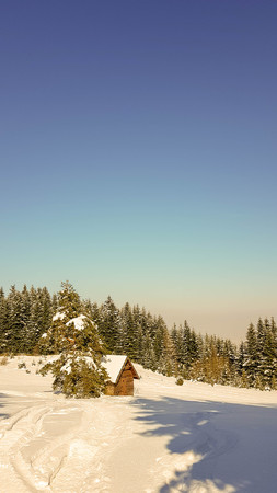 Wooden hut in the forrestの写真素材