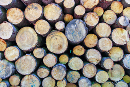 Close up of cut tree trunkの写真素材