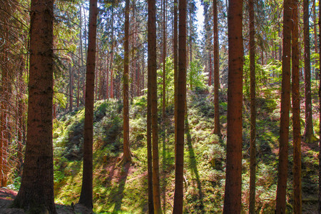 Beautiful nature at morning in the misty spring forest with sun raysの写真素材