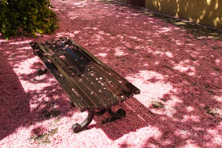 A wooden bench under a blooming tree with pink petals on the groundの写真素材