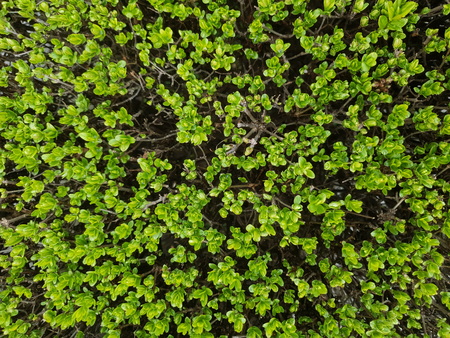 The fresh green ivy background backgroundの写真素材
