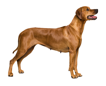 Rhodesian Ridgeback on white backgroundの写真素材