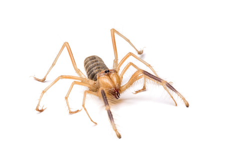 Camel spider also known as windscorpion or Solifugae.