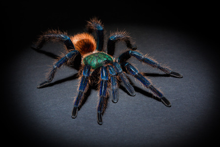 Big colorful spider on dark background