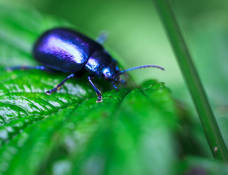 Blue beetle on leaf.  Shallow focusの写真素材