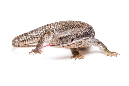 Beautiful Lizard with red tongue