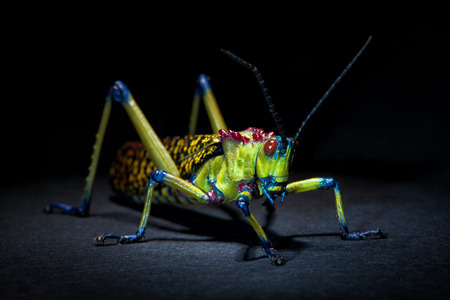Beautifull colorful Grasshopper on dark