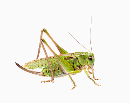 Green grasshopper isolated on white.の写真素材