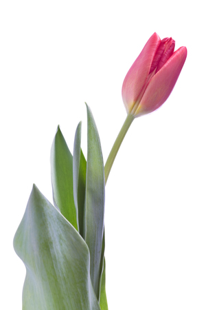 beautiful tulip flower isolated on white backgroundの写真素材