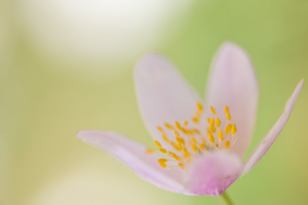 Pink summer flowerの写真素材