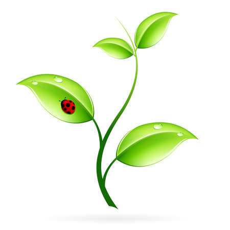Green sprout with leaves and ladybird isolated on whiteのイラスト素材
