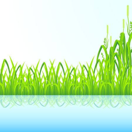 Green grass with reflection in water for your designのイラスト素材