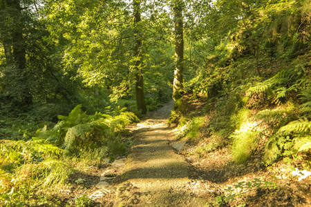 forrest by Llianberis lake in north walesの写真素材