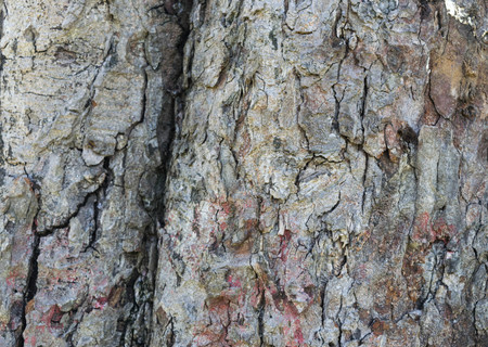 wood texture. background old panels