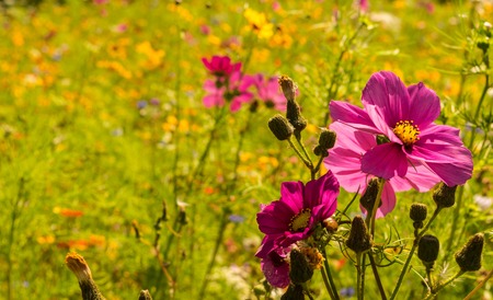 amazing flower fieldの写真素材