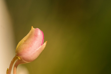 closed flower head macro on a green backgroundの写真素材