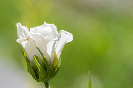 Closed white flowers with the soft green backgroundの写真素材