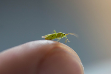 The mosquito is sitting on the fingers joint of the human and getting ready to suck blood.
