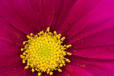 closeup of a colourful flowerの写真素材