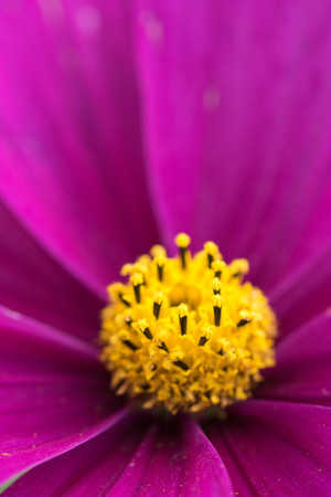 closeup of a colourful flowerの写真素材