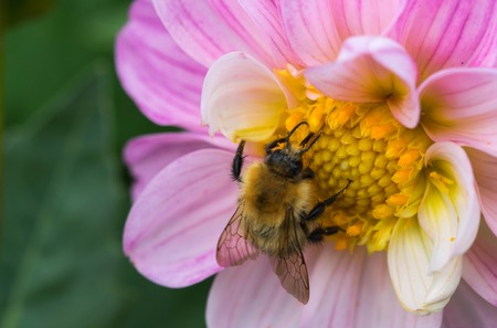 bee collecting nectar on beautiful flowers.の写真素材