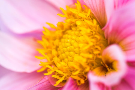 closeup of a colourful flowerの写真素材