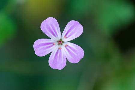 Herb Robert quiet beauty.