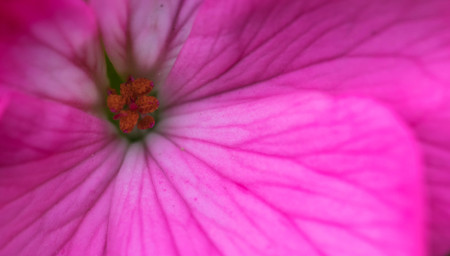 Pink flower petals closeupの写真素材