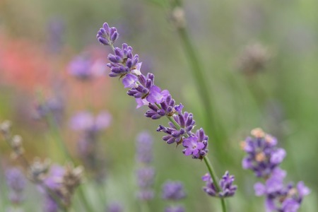 close up of lavdender violet stem.の写真素材