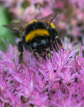 Bee collecting nectar of pink flowers field.の写真素材