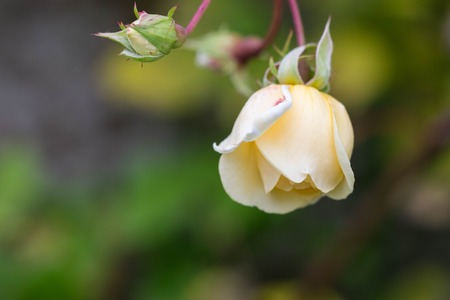 Beautiful yellow rose closeupの写真素材